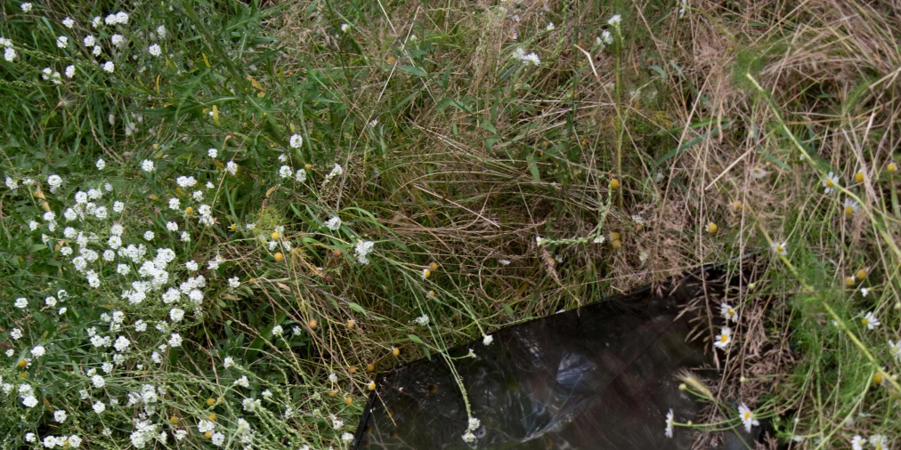 Rechteckiger, schwarzer Fernsehbildschirm liegt im hohen Gras, umgeben von kleinen weißen Blüten, mit Spiegelungen von Himmel und Pflanzen auf der Oberfläche.