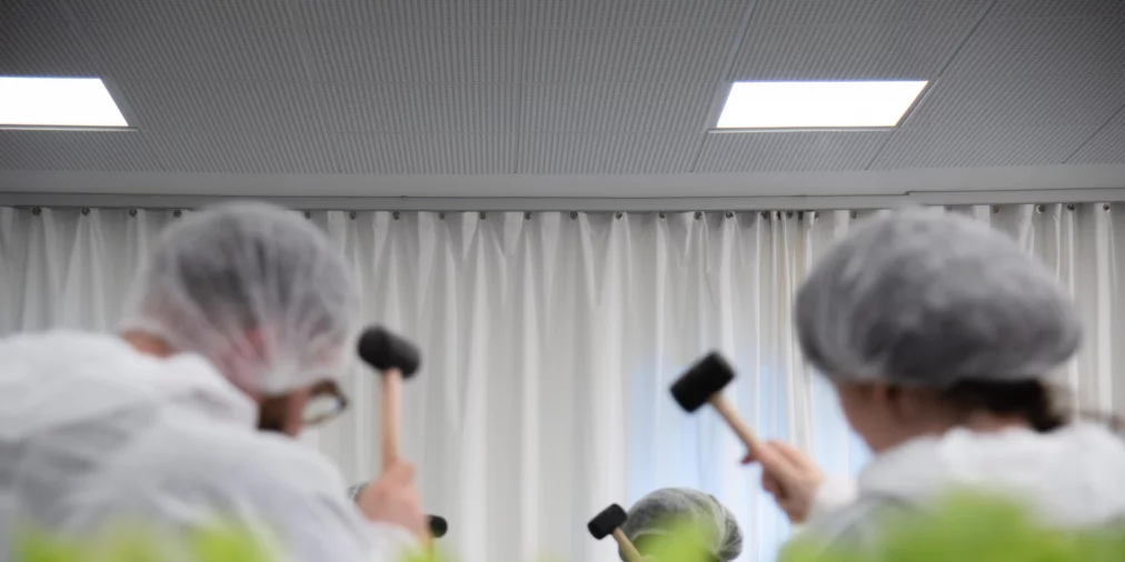 Hände setzen grüne Salatpflanzen in weiße Röhren eines Hydroponik-Systems. Die Personen tragen weiße Schutzanzüge.