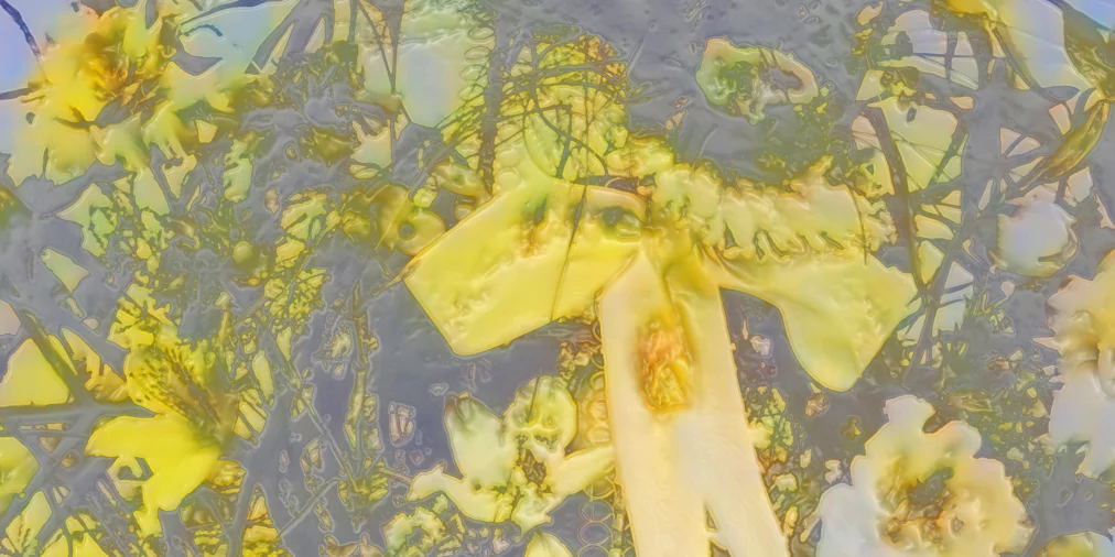 2025 11 18 - Sophiensaele - Flowers - Website Visual - 1800 x 900px2