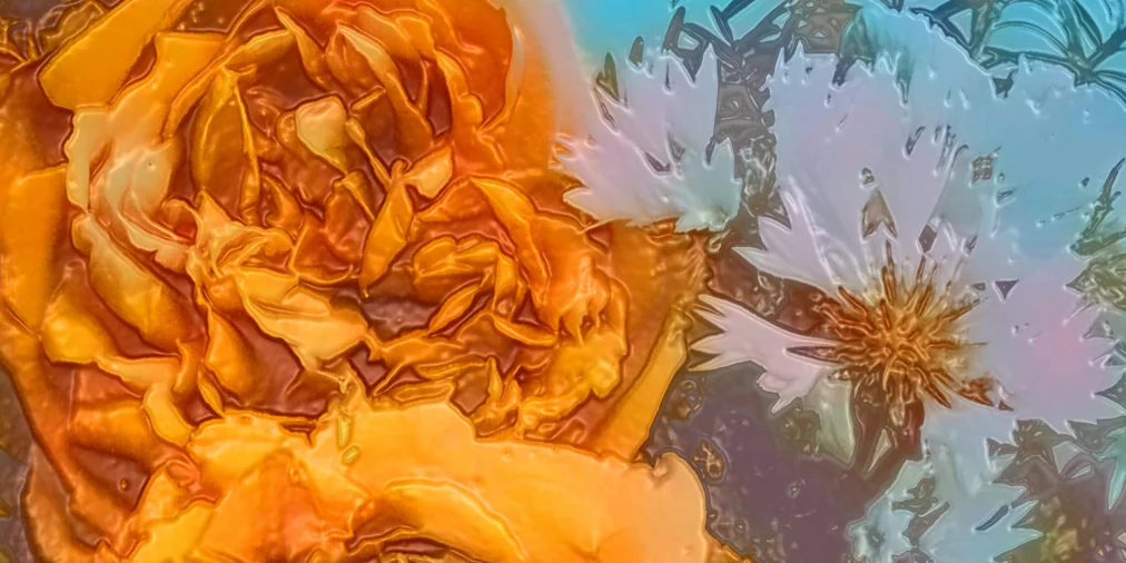 2025 11 18 - Sophiensaele - Flowers - Website Visual - 1800 x 1350px4