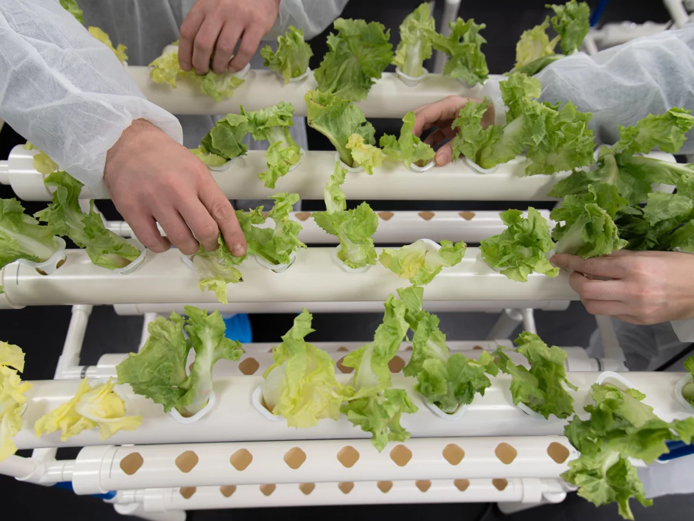 Several people wearing white protective suits and hairnets hold black rubber mallets. Blurred green plants are visible in the foreground.