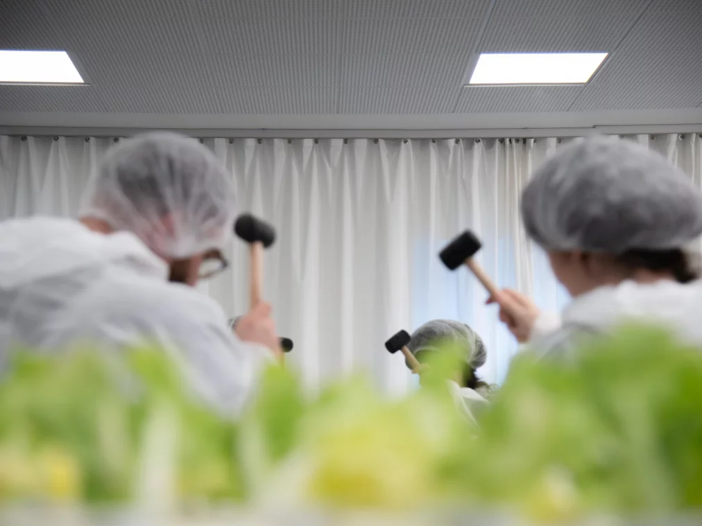 Hände setzen grüne Salatpflanzen in weiße Röhren eines Hydroponik-Systems. Die Personen tragen weiße Schutzanzüge.