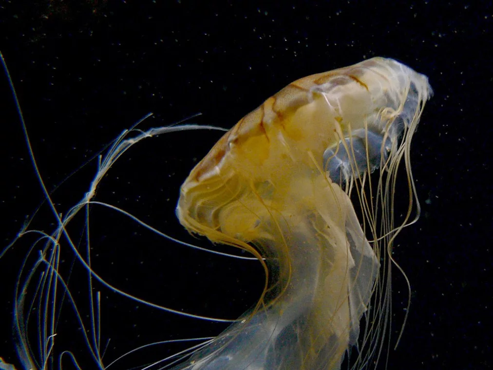 1024px-Qualle_Kompaßqualle_2006-01-02_2